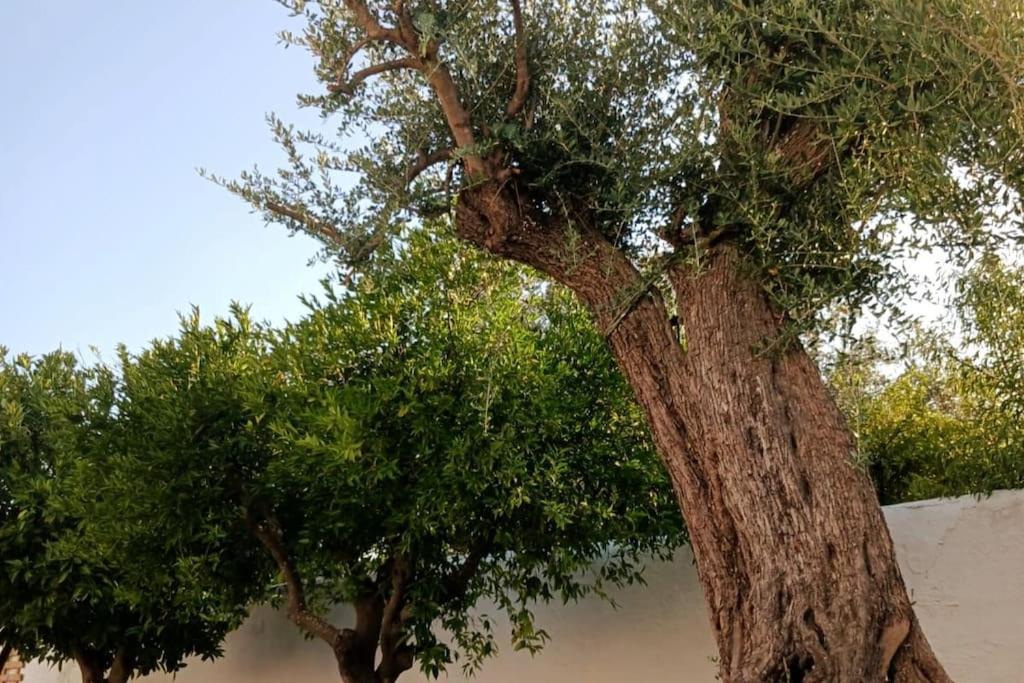 A Casa Do Barqueiro- Alentejo Villa Pedrogao  Dış mekan fotoğraf